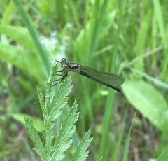 Erythromma najas