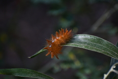 Acronicta aceris