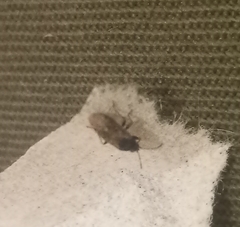 Lygaeoidea