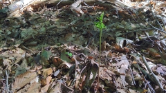 Ophioglossales