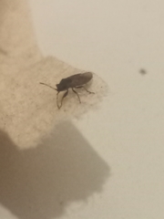 Lygaeoidea