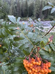 Sorbus scopulina