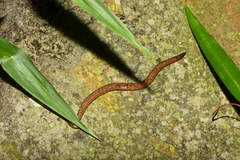 Platyhelminthes