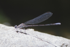 Argia tonto