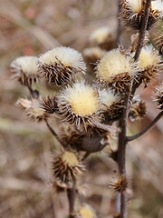 Vernonia bardanoides