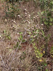 Vernonia bardanoides
