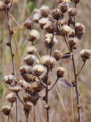 Vernonia bardanoides