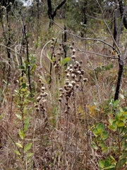 Vernonia bardanoides