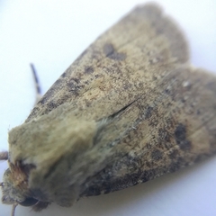 Agrotis trux