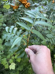 Sorbus scopulina