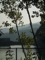 Populus