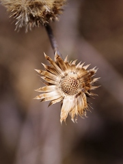 Vernonia bardanoides