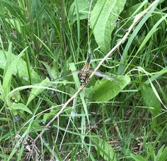 Libellula quadrimaculata