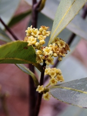 Peritassa campestris