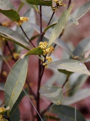 Peritassa campestris
