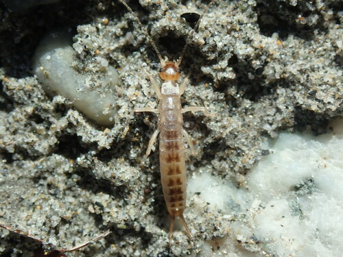 Shore earwig