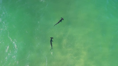Hammerhead Sharks photographed in Massachusetts
