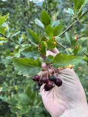 Crataegus douglasii