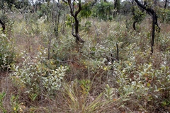 Peritassa campestris