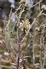 Pterocaulon rugosum