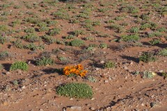 Gazania
