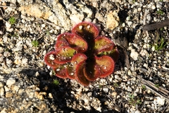 Drosera collina