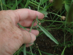 Convolvulus