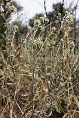 Pterocaulon rugosum