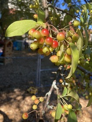 Malus baccata