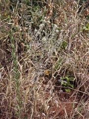 Pterocaulon rugosum