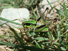 Eupholidoptera chabrieri