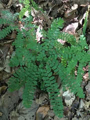 Adiantum pedatum