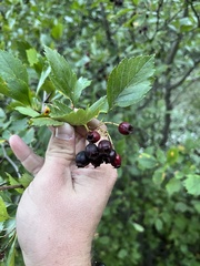 Crataegus douglasii