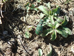 Cicindela campestris