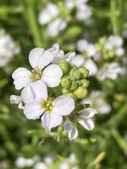 Cakile maritima