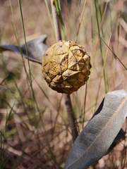 Duguetia furfuracea