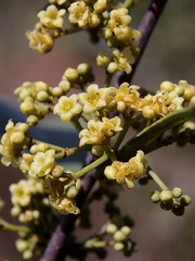 Peritassa campestris