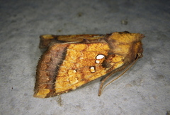 Papaipema leucostigma
