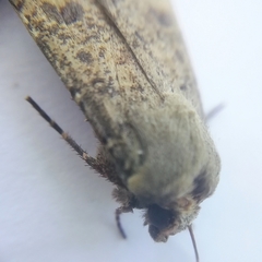 Agrotis trux