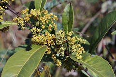 Peritassa campestris