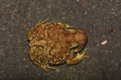 Bufo bankorensis