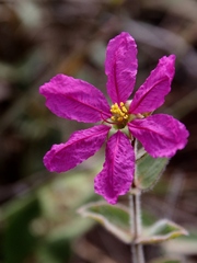 Diplusodon sessiliflorus