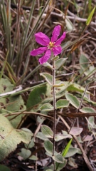 Diplusodon sessiliflorus