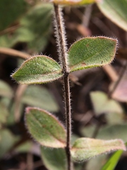 Diplusodon sessiliflorus