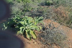 Mesembryanthemum barklyi