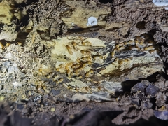 Odontotermes formosanus