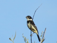 Sporophila morelleti morelleti