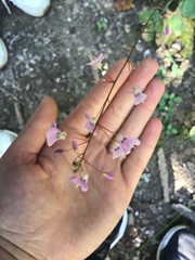 Hylodesmum