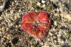 Drosera collina