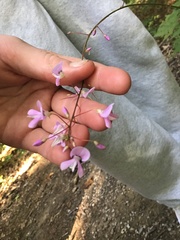 Hylodesmum